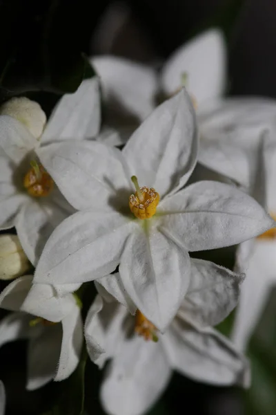 Biały Lato Kwiat Kwiat Zbliżenie Solanum Laxum Rodzina Solanaceae Botaniczne — Zdjęcie stockowe