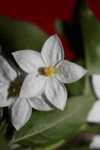 White Summer Flower Blossom Close Solanum Laxum Family Solanaceae Botanical — Stock Photo, Image