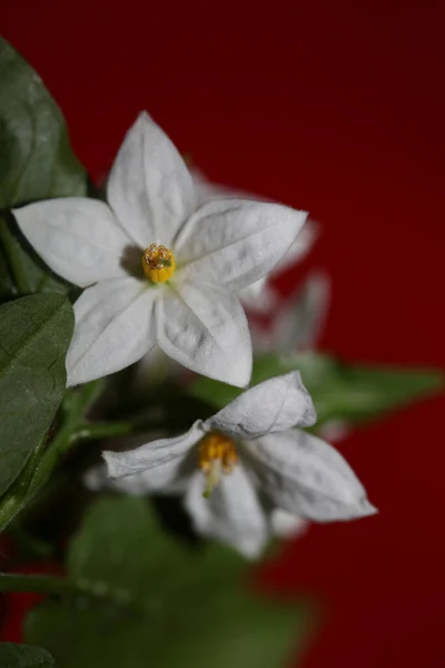 Biały Lato Kwiat Kwiat Zbliżenie Solanum Laxum Rodzina Solanaceae Botaniczne — Zdjęcie stockowe