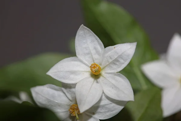 Biały Lato Kwiat Kwiat Zbliżenie Solanum Laxum Rodzina Solanaceae Botaniczne — Zdjęcie stockowe