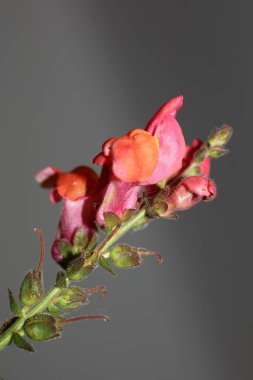 Kırmızı çiçek açan makro botanik arka plan Antirrhinum majus ailesi Plantaginaceae büyük boy baskılar yüksek kaliteli çiçek dekoru