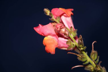 Kırmızı çiçek açan makro botanik arka plan Antirrhinum majus ailesi Plantaginaceae büyük boy baskılar yüksek kaliteli çiçek dekoru