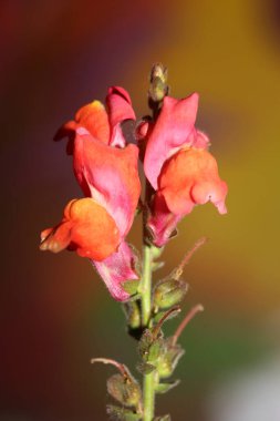 Kırmızı çiçek açan makro botanik arka plan Antirrhinum majus ailesi Plantaginaceae büyük boy baskılar yüksek kaliteli çiçek dekoru