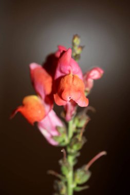 Kırmızı çiçek açan makro botanik arka plan Antirrhinum majus ailesi Plantaginaceae büyük boy baskılar yüksek kaliteli çiçek dekoru
