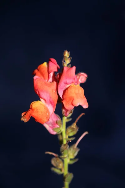 Red Flower Blossoming Macro Botanical Background Antirrhinum Majus Family Plantaginaceae — Stock Photo, Image