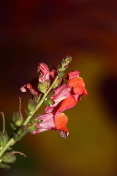 Flor Roja Florecimiento Macro Fondo Botánico Antirrhinum Majus Familia Plantaginaceae —  Fotos de Stock