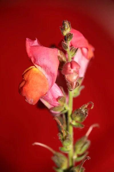Ανθισμένο Κόκκινο Λουλούδι Μακροβοτανικό Φόντο Antirrhinum Majus Family Plantaginaceae Μεγάλου — Φωτογραφία Αρχείου