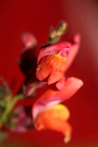 Red Flower Blossoming Macro Botanical Background Antirrhinum Majus Family Plantaginaceae — Stock Photo, Image