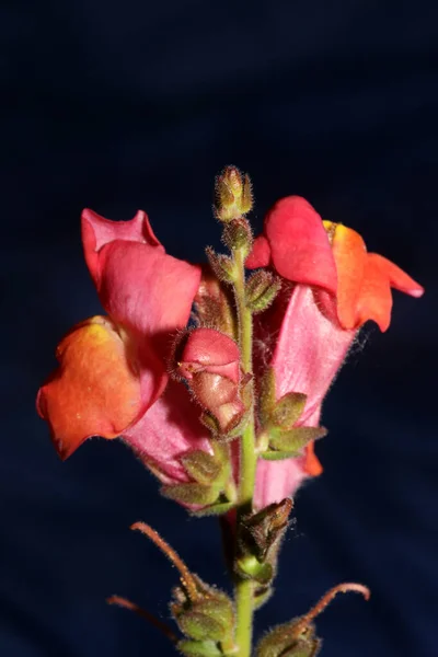 Flor Roja Florecimiento Macro Fondo Botánico Antirrhinum Majus Familia Plantaginaceae — Foto de Stock