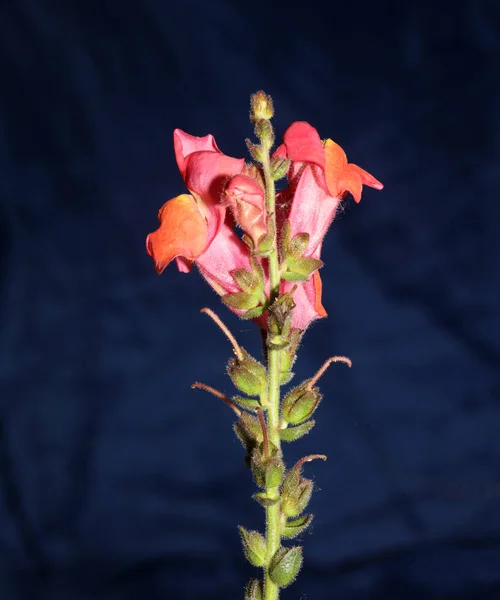Ανθισμένο Κόκκινο Λουλούδι Μακροβοτανικό Φόντο Antirrhinum Majus Family Plantaginaceae Μεγάλου — Φωτογραφία Αρχείου