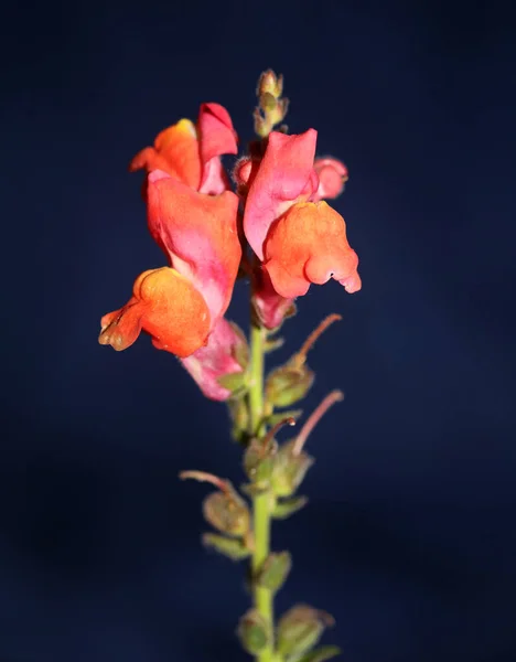 Red Flower Blossoming Macro Botanical Background Antirrhinum Majus Family Plantaginaceae — Stock Photo, Image