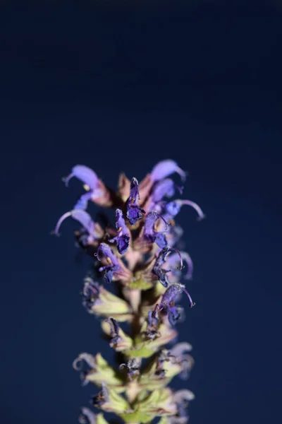 Flower Blossoming Salvia Nemorosa Family Lamiaceae Close Fundo Botânico Alta — Fotografia de Stock