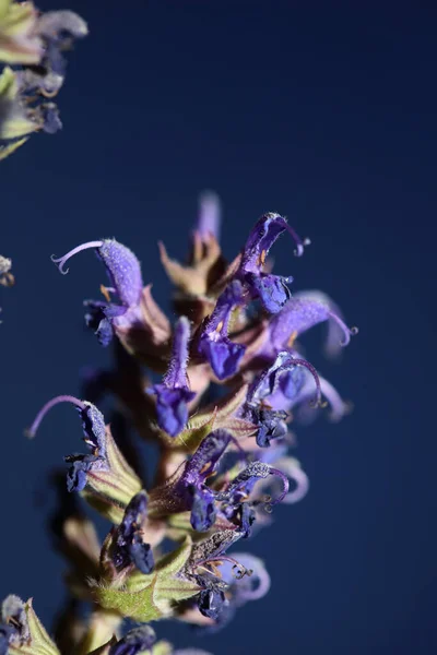 Flor Florecimiento Salvia Nemorosa Familia Lamiaceae Primer Plano Fondo Botánico —  Fotos de Stock