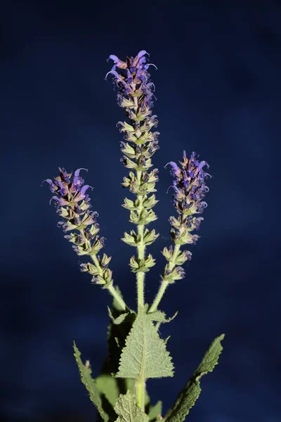 Bloeiende Salvia Nemorosa Familie Lamiaceae Close Botanische Achtergrond Hoge Kwaliteit — Stockfoto