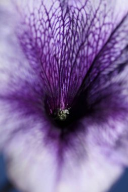 Mavi çiçek, petunya hibrit aile solanaceae botanik arka planını kapat. Modern, yüksek kalite, büyük boy, ev dekorasyonu.
