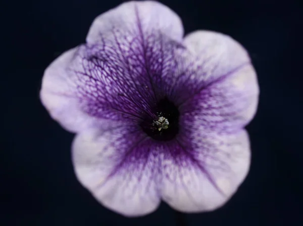 Blue Flower Blossom Close Petunia Hybrida Family Solanaceae Botanical Background — Stock Photo, Image