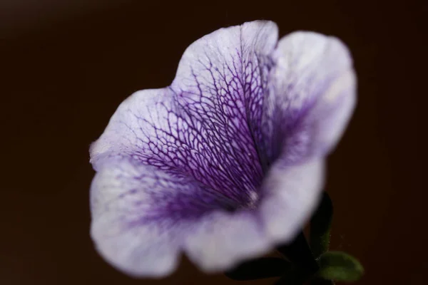 Niebieski Kwiat Kwiat Zbliżenie Petunia Hybryda Rodzina Solanaceae Botaniczne Tło — Zdjęcie stockowe