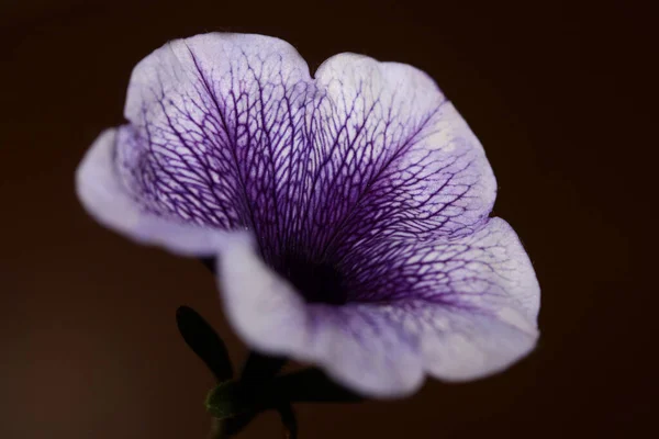 Flor Azul Flor Close Petunia Hybrida Família Solanaceae Fundo Botânico — Fotografia de Stock