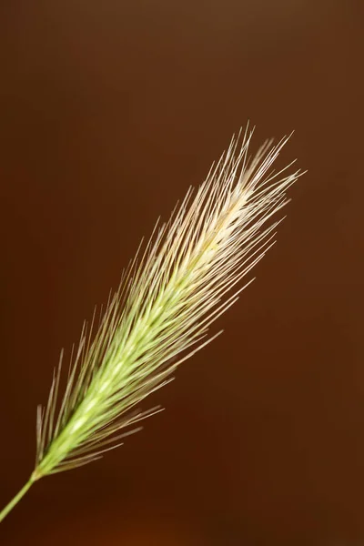 Flor Flor Close Hordeum Vulgare Família Poaceae Botânico Fundo Moderno — Fotografia de Stock