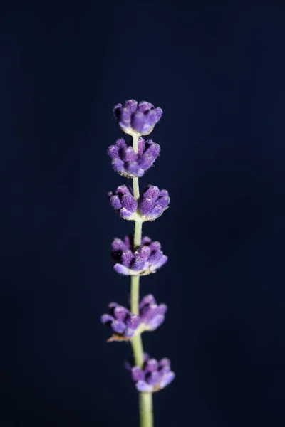 Цветки Цветка Закрыть Lavandula Latifolia Семьи Lamiaceae Ботанический Фон Современного — стоковое фото