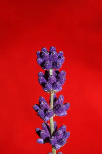 Flor Flor Primer Plano Lavandula Latifolia Familia Lamiaceae Fondo Botánico — Foto de Stock