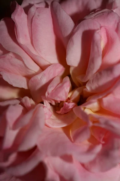 Rosa Rosa Flor Flor Primer Plano Familia Rosáceas Fondo Botánico — Foto de Stock