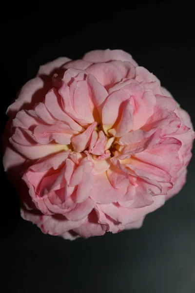 Pink Rose Flower Blossom Close Family Rosaceae Botanical Background Modern — Stock Photo, Image