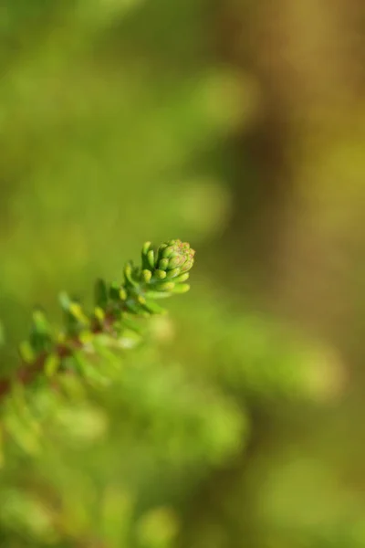 Hojas Verdes Primer Plano Fondo Botánico Erica Sativa Familia Ericaceae — Foto de Stock