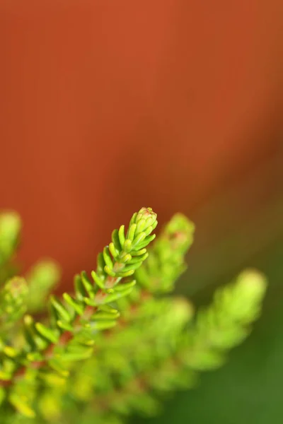 Green leaves close up botanical background erica sativa family ericaceae big size high quality modern prints