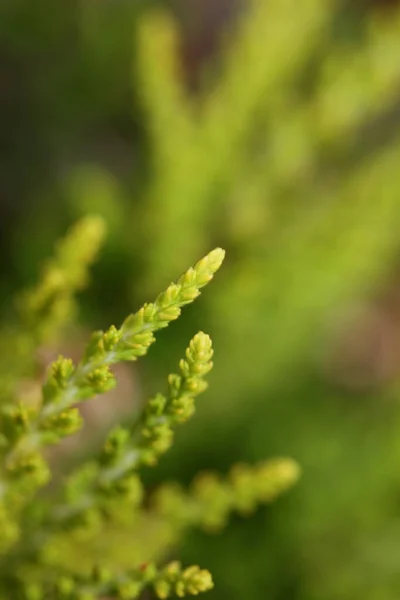 Green Leaves Close Botanical Background Erica Sativa Family Ericaceae Big Royalty Free Stock Photos