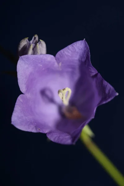 Blue Flower Blossoming Close Trendy Botanical Background Campanula Rhomboidalis Family — Stock Photo, Image