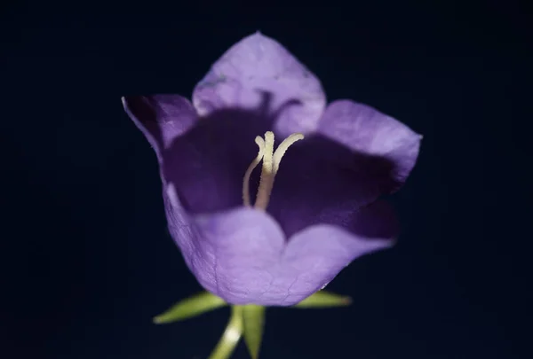 Blauwe Bloem Bloeiend Close Trendy Botanische Achtergrond Campanula Rhomboidalis Familie — Stockfoto