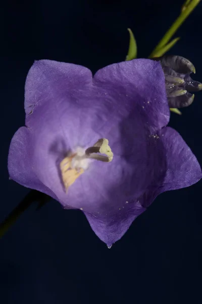 Fleur Bleue Fleurissant Près Fond Botanique Tendance Campanula Rhomboidalis Famille — Photo