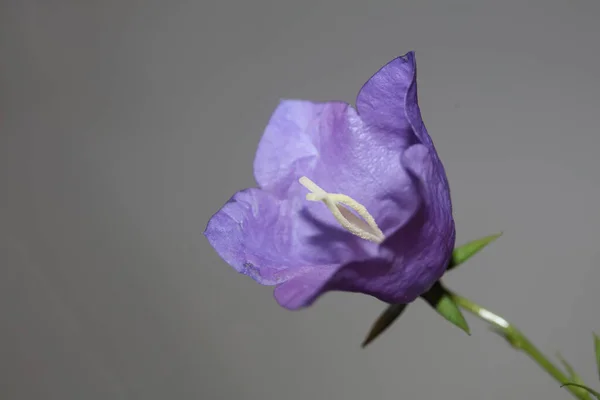 Niebieski Kwiat Kwitnący Blisko Modne Tło Botaniczne Campanula Rhomboidalis Rodzina — Zdjęcie stockowe