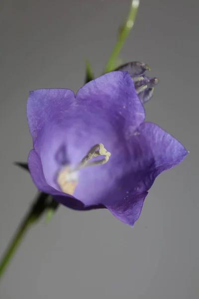 Fleur Bleue Fleurissant Près Fond Botanique Tendance Campanula Rhomboidalis Famille — Photo