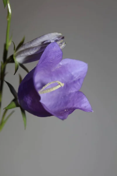 Niebieski Kwiat Kwitnący Blisko Modne Tło Botaniczne Campanula Rhomboidalis Rodzina — Zdjęcie stockowe