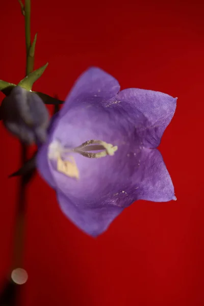 Fleur Bleue Fleurissant Près Fond Botanique Tendance Campanula Rhomboidalis Famille — Photo