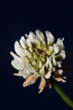 Beyaz yabani çiçek. Botanik arkaplanı kapat. Trifolium alexandrinum ailesi leguminosae yüksek kalite büyük boy baskılar.