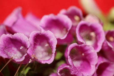 Vahşi mor çiçek, modern botanik arka plan purpurea digitalis familyasının plantaginaceae yüksek kaliteli büyük boy baskılarını kapatır.