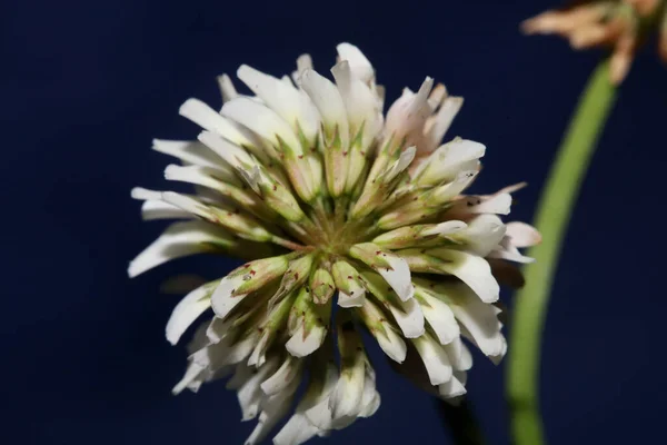 Flor Blanca Flor Silvestre Primer Plano Fondo Botánico Trifolium Alexandrinum — Foto de Stock