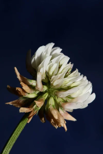 White Wild Flower Blossom Close Botanical Background Trifolium Alexandrinum Family — Stock Photo, Image