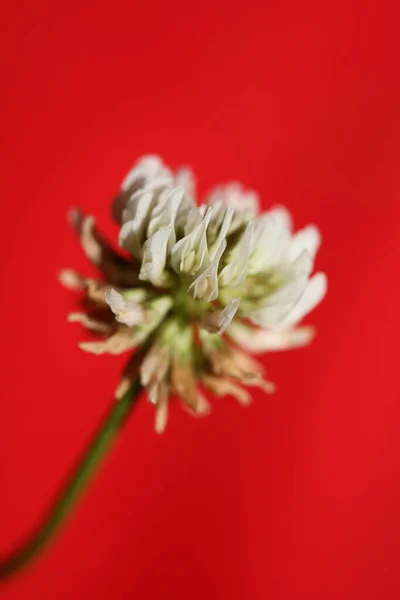 Белый Дикий Цветок Цветения Закрыть Ботанический Фон Trifolium Alexandrinum Семьи — стоковое фото