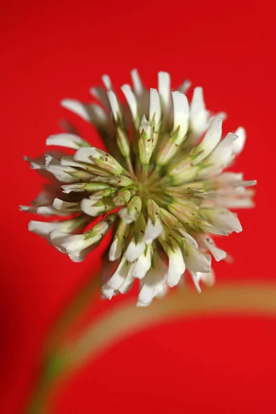 Bílé Divoké Květiny Květ Zblízka Botanické Pozadí Trifolium Alexandrinum Rodina — Stock fotografie