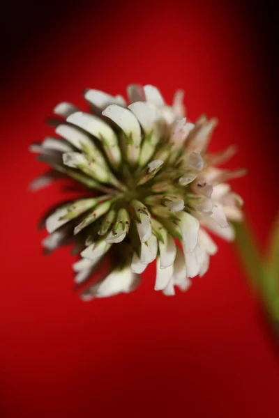 Biały Dziki Kwiat Kwiat Zbliżyć Botaniczne Tło Trifolium Alexandrinum Rodzina — Zdjęcie stockowe