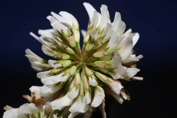 Branco Flor Selvagem Flor Close Fundo Botânico Trifolium Alexandrinum Família — Fotografia de Stock