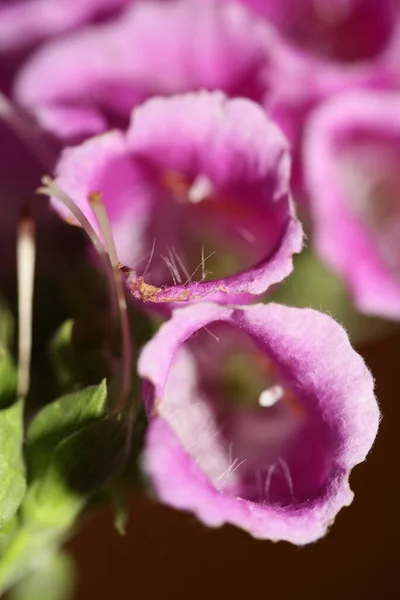 野生紫花与现代植物学背景紧密相连 紫菜科植物科高质量的大号指纹 — 图库照片