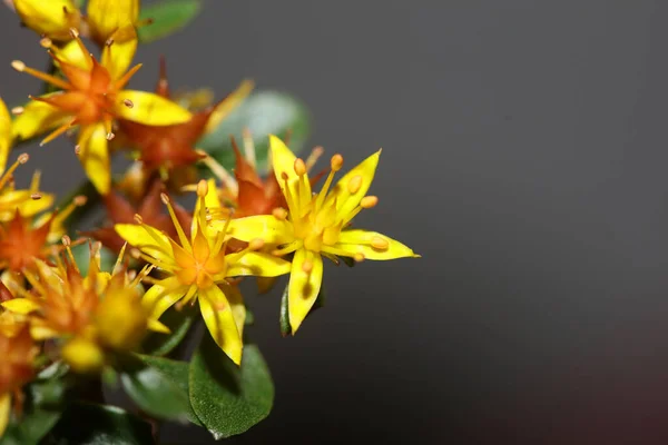 Yellow star flower blossom close up modern botanical background sedum lanceolatum family crassulaceae high quality big size print