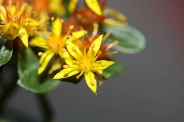 Gul Stjärna Blomma Närbild Modern Botanisk Bakgrund Sedum Lanceolatum Familj — Stockfoto
