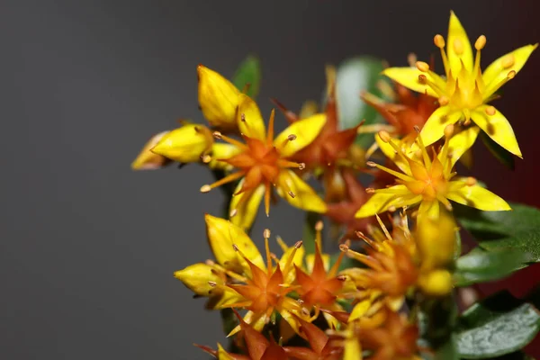 Flor Estrella Amarilla Flor Primer Plano Moderno Fondo Botánico Sedum — Foto de Stock