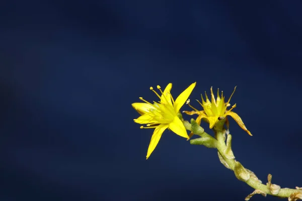 Жовта Зірка Квітка Розквітає Крупним Планом Сучасний Ботанічний Фон Sedum — стокове фото